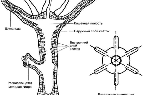 Ссылка на кракен свежая