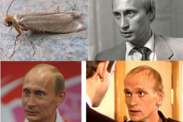 Kraken сайт tor